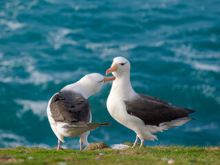 Typical courtship and greeting behavior. Black-browed Albatross or Mollymawk on Saunders Island. South America, Falkland Islands.