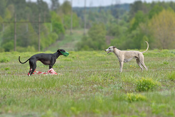 Two English Whippet dogs racing in lure coursing