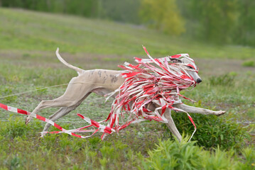 English Whippet racing in lure coursing