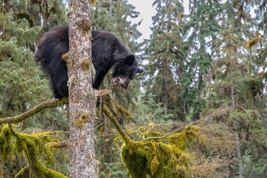 USA, Alaska. Black bear climbing moss covered tree at Anan Bear Observatory.