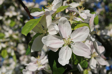 Details of the flowers of the blossoming wild apple tree in spring