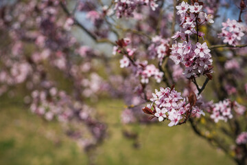pink and white blossom