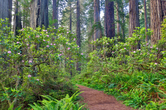 USA, California. Del Norte Redwoods State Park springtime with redwoods and rhododendrons
