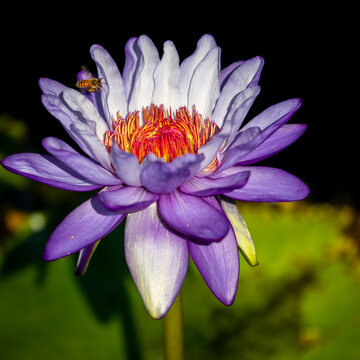 A waterlily emerges to show off it's beautiful purple bloom for a passing bee.