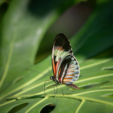 The Piano Key butterfly is one of the Heliconius butterflies, or longwings, and are found mostly in the neotropics of South and Central America.
