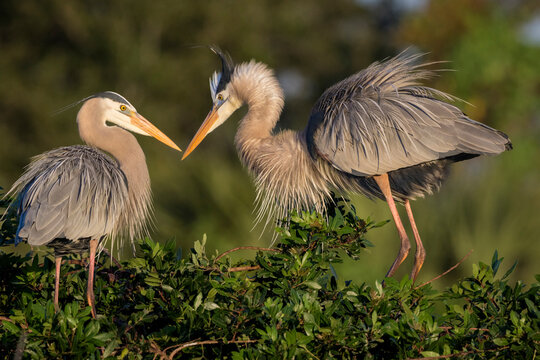 Mated pairs of great blue herons often reinforce their bond by displaying ruffled plume feathers and intimate postures towards each other.