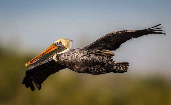 A majestic brown pelican glides across the sky.