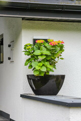 Closeup of Modern Black Planter with Vibrant Green Pothos Plant on White Wall Shelf
