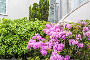 Vibrant Pink Rhododendron Bushes Blooming Against Green Hedge in Modern Residential Garden