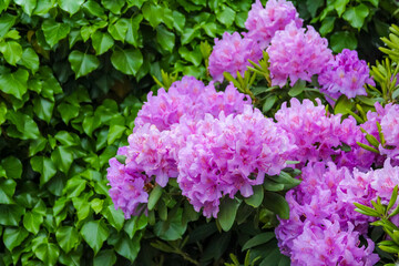 Macro View of Pink Rhododendron Clusters with Full Blooms Against Dense Green Ivy Background