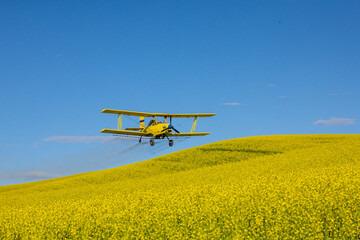 USA, Idaho. Yellow crop duster spraying over canola field.