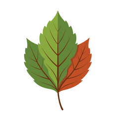 Fototapeta premium hawthorn Leaf vector art illustration. Green leaves isolated on white background . Collection of leaf logo, icon vector design.