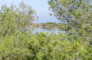 Mediterranean vegetation in the Albufera Natural Park, Valencia, Spain