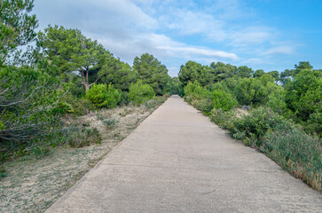 Path in a pine forest in the Albufera Natural Park, Valencia, Spain