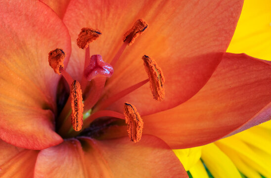 USA, Indiana, Carmel. Close-up of orange lily's pistil and stamens.