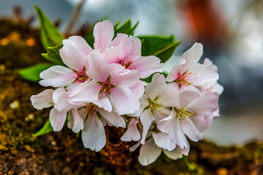 Colorful cherry blossoms, Kenwood, Bethesda, Maryland.