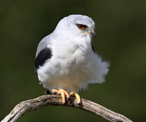 un elanio azul en españa posado en una rama