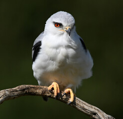 un elanio azul en españa posado en una rama