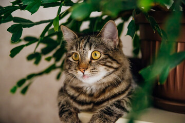 A domestic grey tabby cat sits on a shelf next to indoor plants. Cozy home background with a pet fluffy pet.