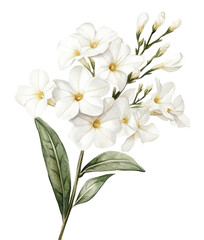 PNG Watercolor white jusmine wildflower flowers illustration botanical.