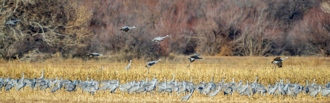 Sandhill cranes fly in to join a group already gleaning an ag field of seeds and bugs.
