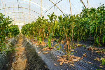 Problem of whitefly effect on leaves and branches of vegetables plants in field inside greenhouses,...