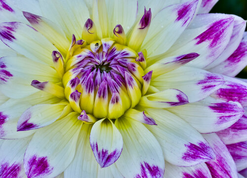 USA, Oregon. Dahlias in summer bloom.