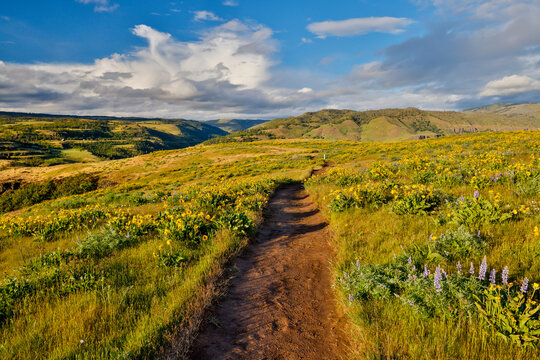 USA, Oregon. Rowena Crest on Old Highway 30 above Columbia River and springtime balsamroot and lupine blooming along trail