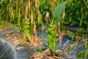 Problem of whitefly effect on leaves and branches of vegetables plants in field inside greenhouses, Whitefly Aleyrodes proletella agricultural pest on pepper leaf, Whiteflies on underside of leaves.