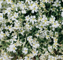 Background of small white flowers. Garden decoration. Sunlight. Soft selective focus.
