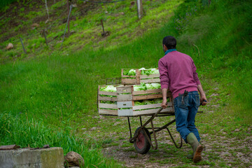 Farmer using wheelbarrow to transport vegetables