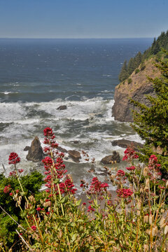 USA, Oregon. Pacific coastline Samuel H. Boardman State Scenic Corridor landscape with wildflowers in foreground