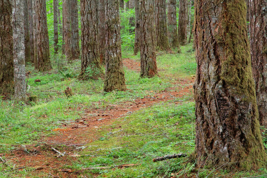 USA, Oregon, Springfield, Forest path, Fall Creek Lake.