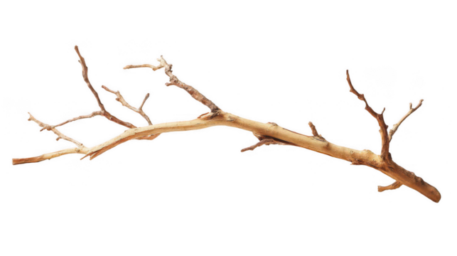 a branch with dry wood, isolated on a white background, png, transparent