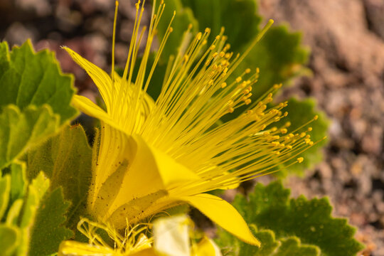 USA, Texas, Big Bend National Park. Rock nettle flower.
