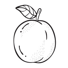 Apricot sketch. Beautiful cartoon black and white outline. Hand drawn fruit illustration for greeting cards, posters, recipe, culinary design. Isolated on white background
