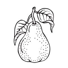 Pear sketch. Hand drawn fruit illustration for greeting cards, posters, recipe, culinary design. Isolated on white background. Doodle vector illustration.