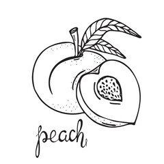 Peach sketch. Beautiful cartoon black and white outline. Hand drawn fruit illustration for greeting cards, posters, recipe, culinary design. Isolated on white background. 
