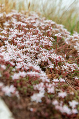 English stonecrop (sedum anglicum) flowers in bloom