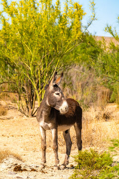 USA, Texas, Big Bend National Park. Male donkey.