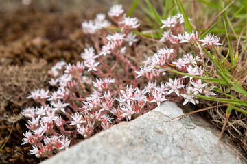 English stonecrop (sedum anglicum) flowers in bloom