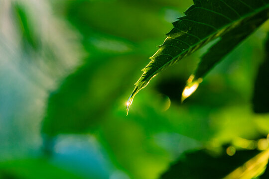 USA, Texas, Hidalgo County. Dew condensing on tree leaves