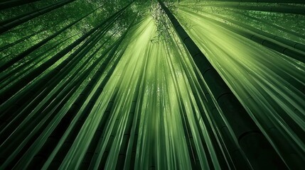 Obraz premium Stunning image of a dense bamboo forest with sunlight filtering through
