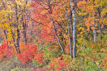 USA, Utah, Garden City. Aspen and maple on hillsides just east of town