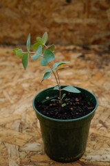 Baby eucalyptus plants in a greenhouse. New, growing plants.