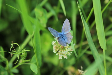 The common blue butterfly (Polyommatus icarus) forages on a white clover flower. Panoramic photo of an insect in green grass on a summer afternoon in Czech republic. Touch of delicacy and elegance 
