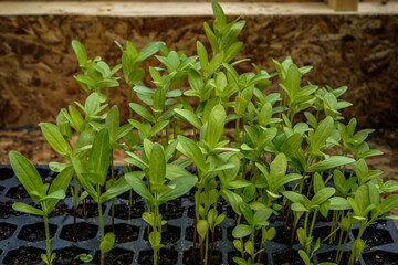 Tray of zinnia flower seedlings growing in a greenhouse.