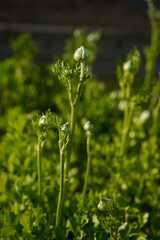 A flower bed full of ranunculus flowers at the bud stage. Bokeh background.