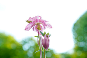 Pink and white, multi layer, columbine flowers blooming outdoors.
