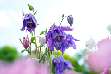 Beautiful purple and pink columbine flowers. Foral background with bokeh spots. Pink flowers are blurred out to create a border to the image.